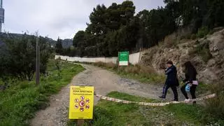 El Govern confirma 9 nuevos casos de peste porcina en la zona de alto riesgo de Collserola