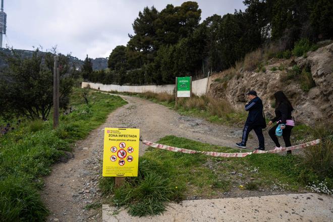 Agotamiento entre restauradores de Collserola por las restricciones de peste porcina: "Acabaremos cerrando todos"