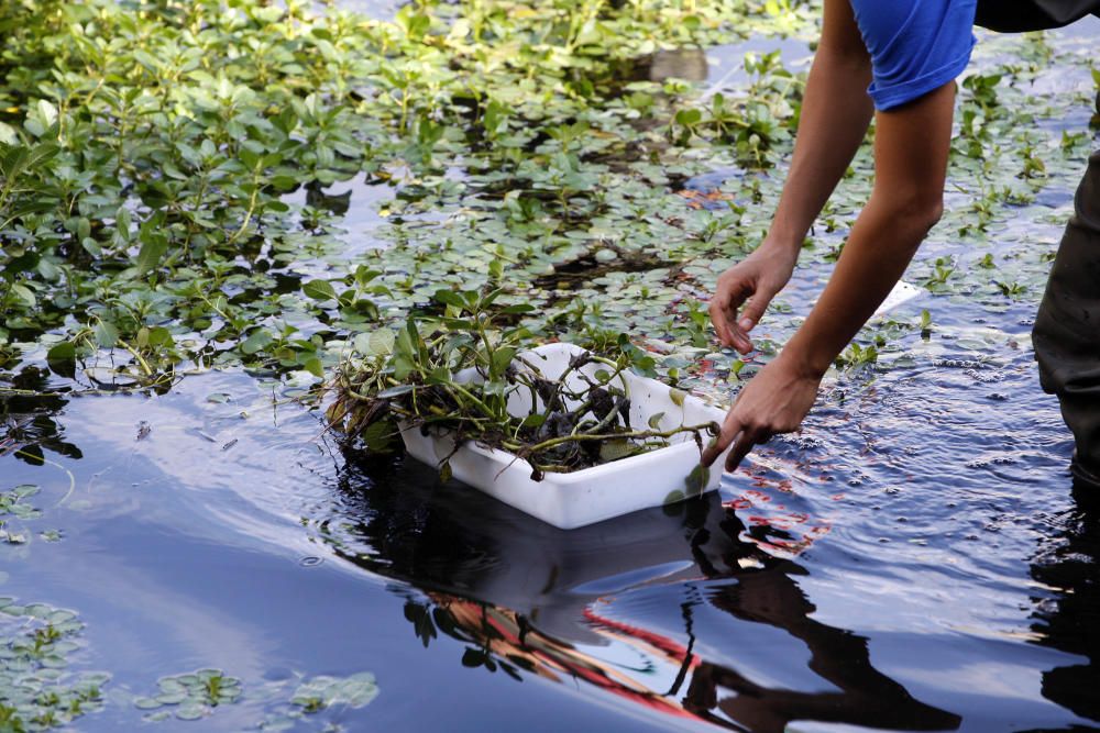 Els naturalistes fan un mostreig a l'Onyar