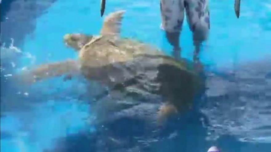 Tras el pulpo Paul, llega la tortuga Cabeçao