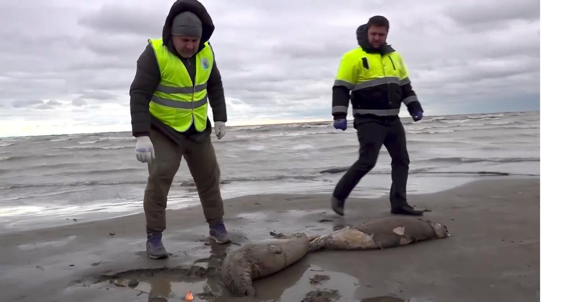 El Mar Caspio se ha llenado de cadáveres de focas