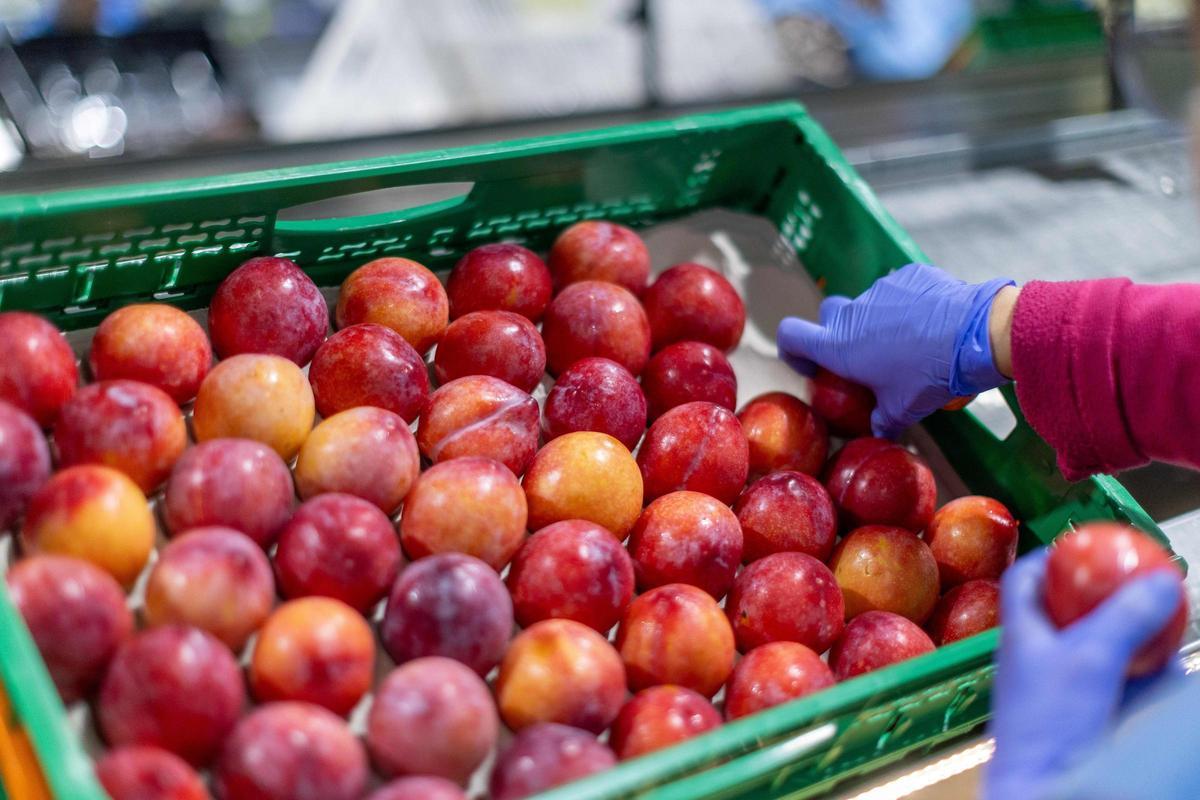 Trabajadora de Tany Nature durante el proceso de selección de la ciruela.