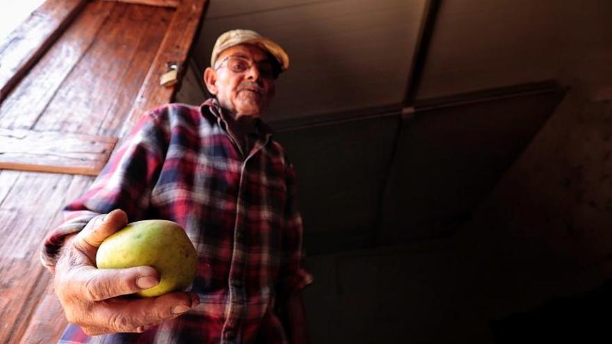 Pancho, el nonagenario agricultor de las manzanas reineta en El Sauzal