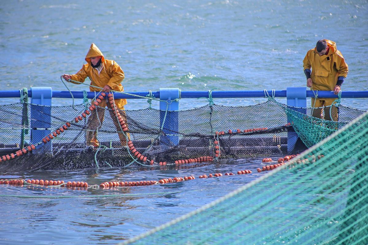 ¿Podemos alimentar a los peces de acuicultura con insectos?