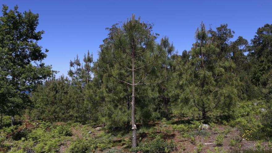 La Xunta pide que los montes ordenados puedan vender aire limpio a empresas