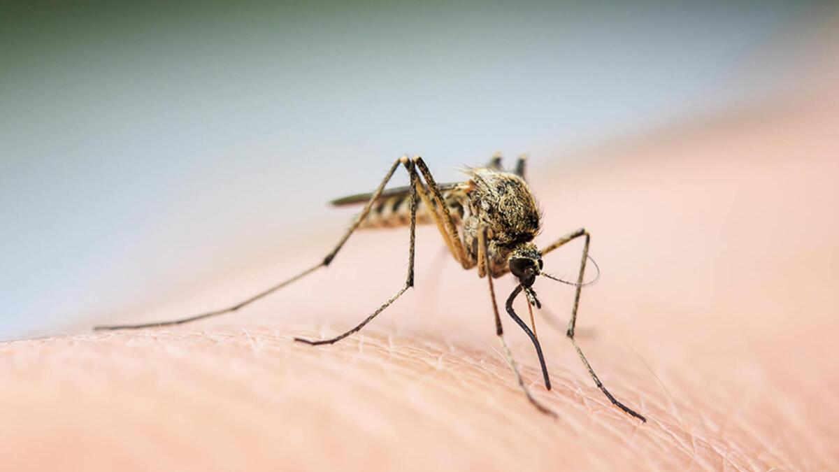 Confirman una subida “exponencial” de garrapatas y mosquitos en España
