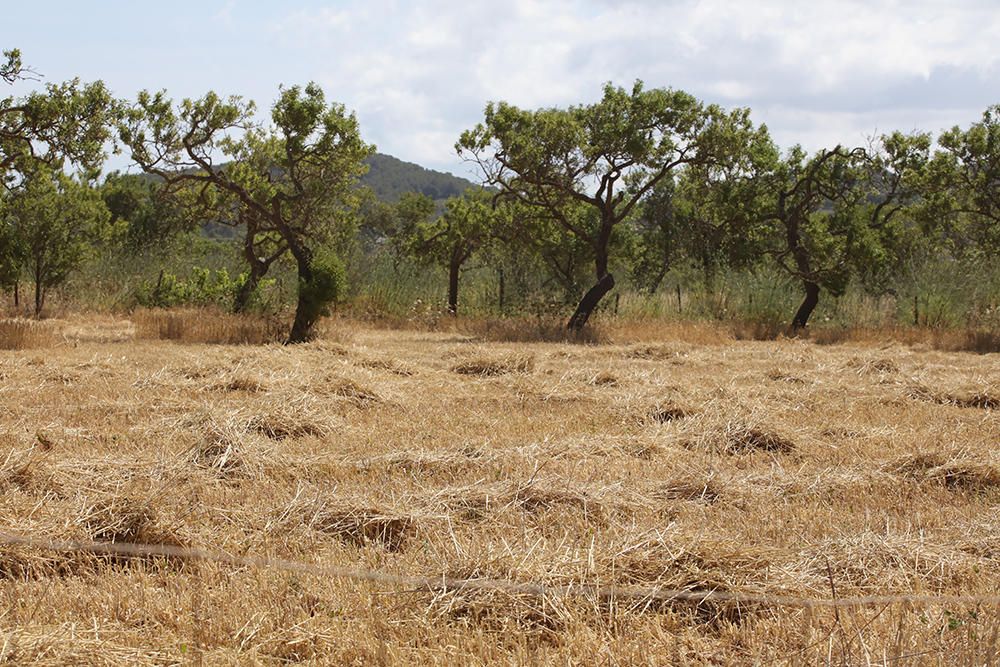 Las variedades de almendro autóctonas 'pau' y 'espineta' se injertan en 126 árboles para crear un banco de semillas.