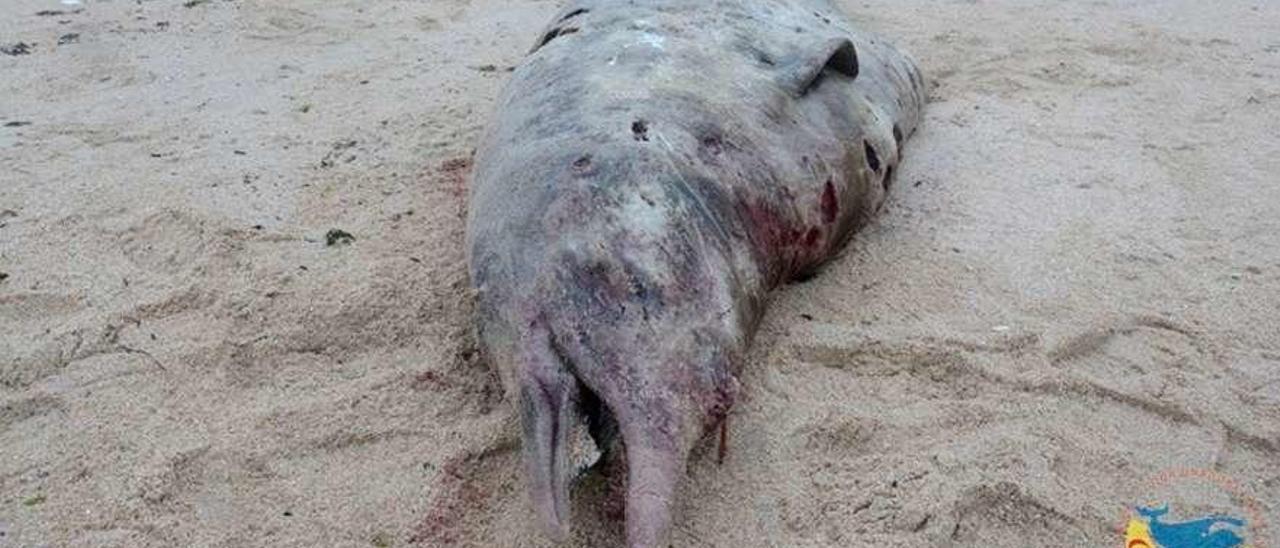 El zifio aparecido muerto en una playa de Ribeira. // Cemma