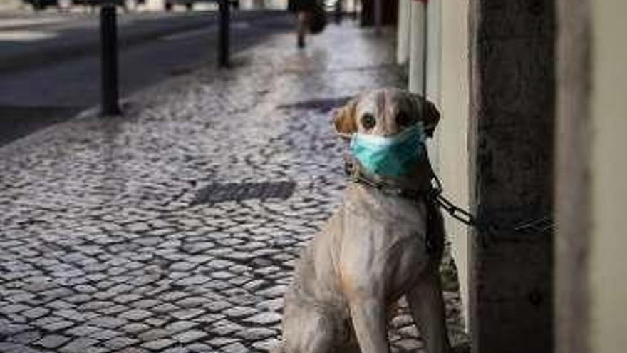 Una escultura de un perro, con mascarilla en Portugal. // Efe