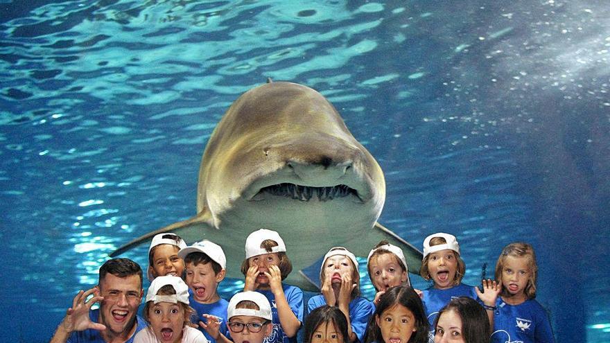 Escuela de investigadores de tiburones en l&#039;Oceanogràfic