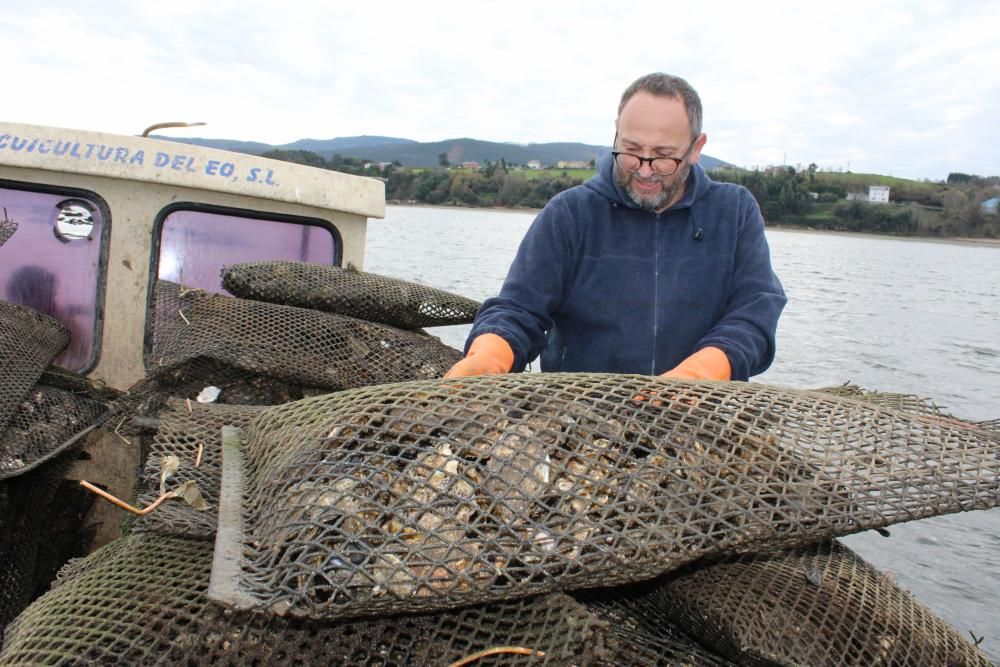 Ostras en la ría del Eo