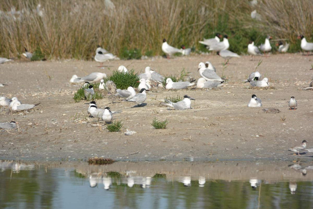 Ejemplares de gaviota picofina en las Salinas de Santa Pola.