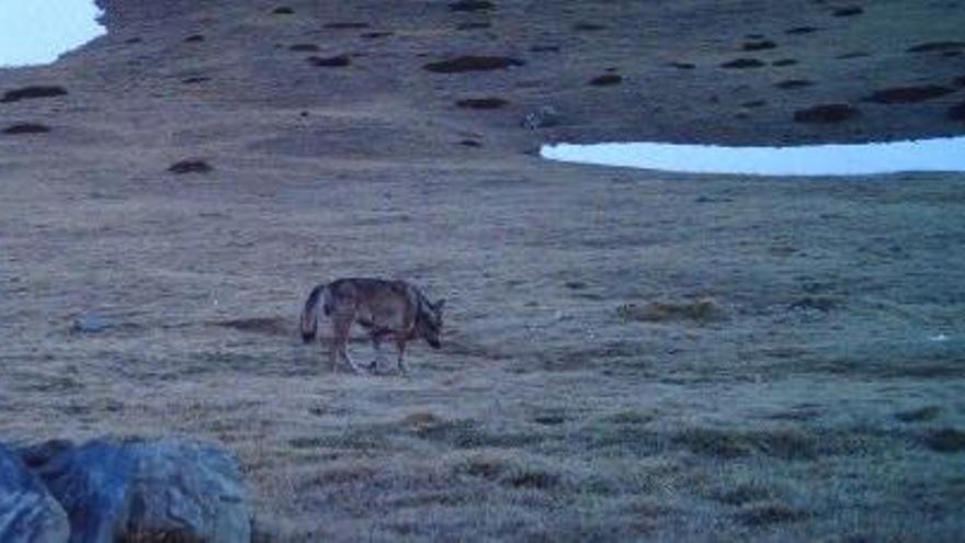 Els dos llops solitaris del Ripollès i la Cerdanya