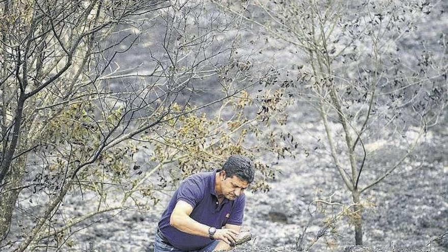 Un agente forestal busca pruebas en el incendio de Luintra, en el que se detectaron cuatro focos.// Brais Lorenzo