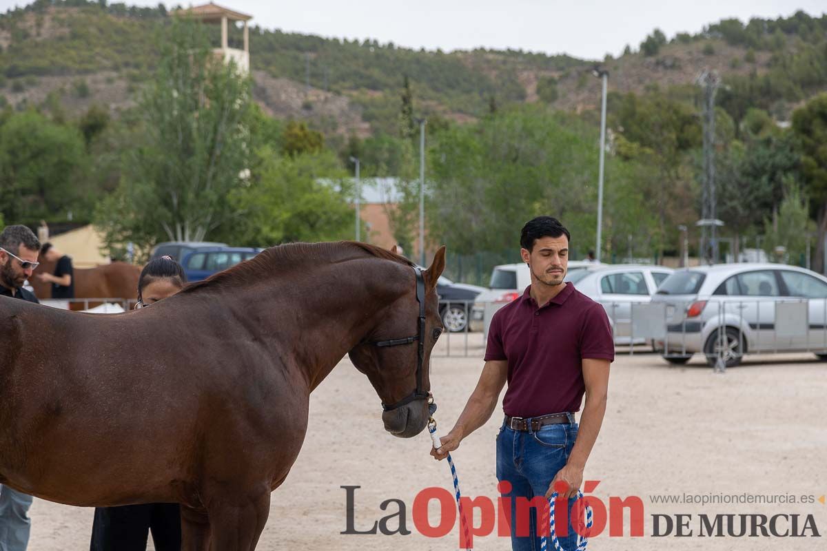 Control veterinario de los Caballos del Vino en Caravaca