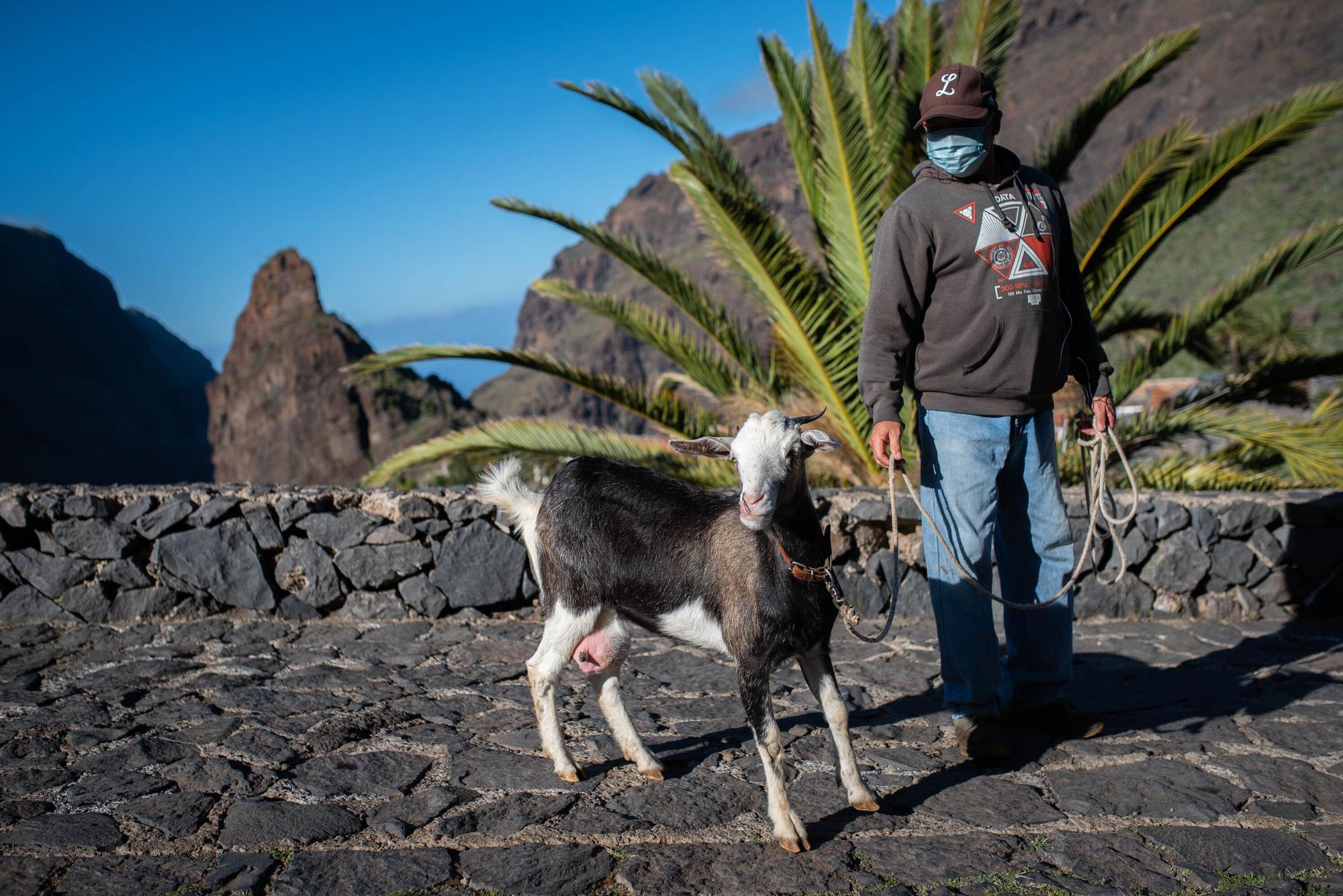 Barranco de Masca