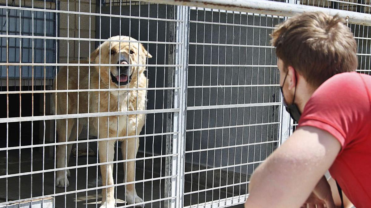 Perro en el centro de Salud y Bienestar Animal (SBA).