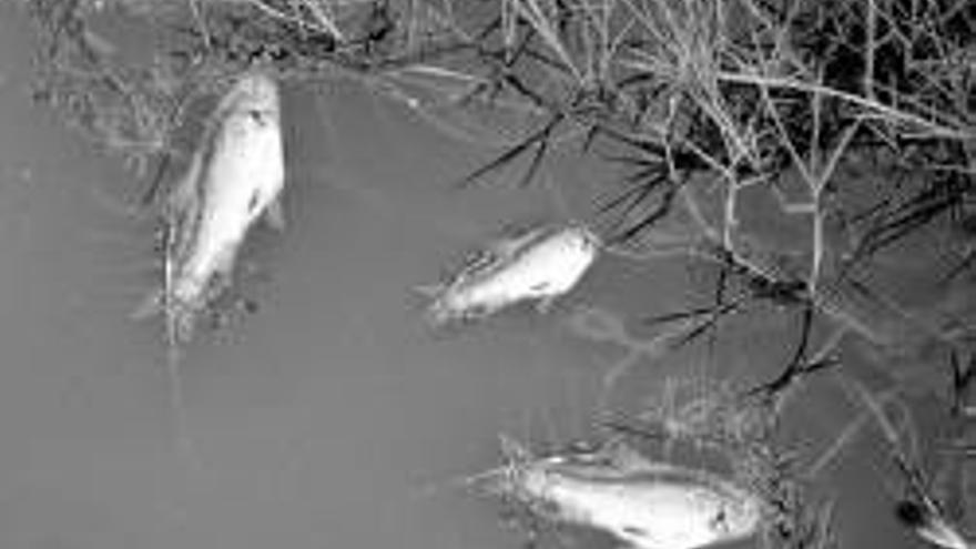 Medio Ambiente retira 6.000 kilos de peces muertos del río