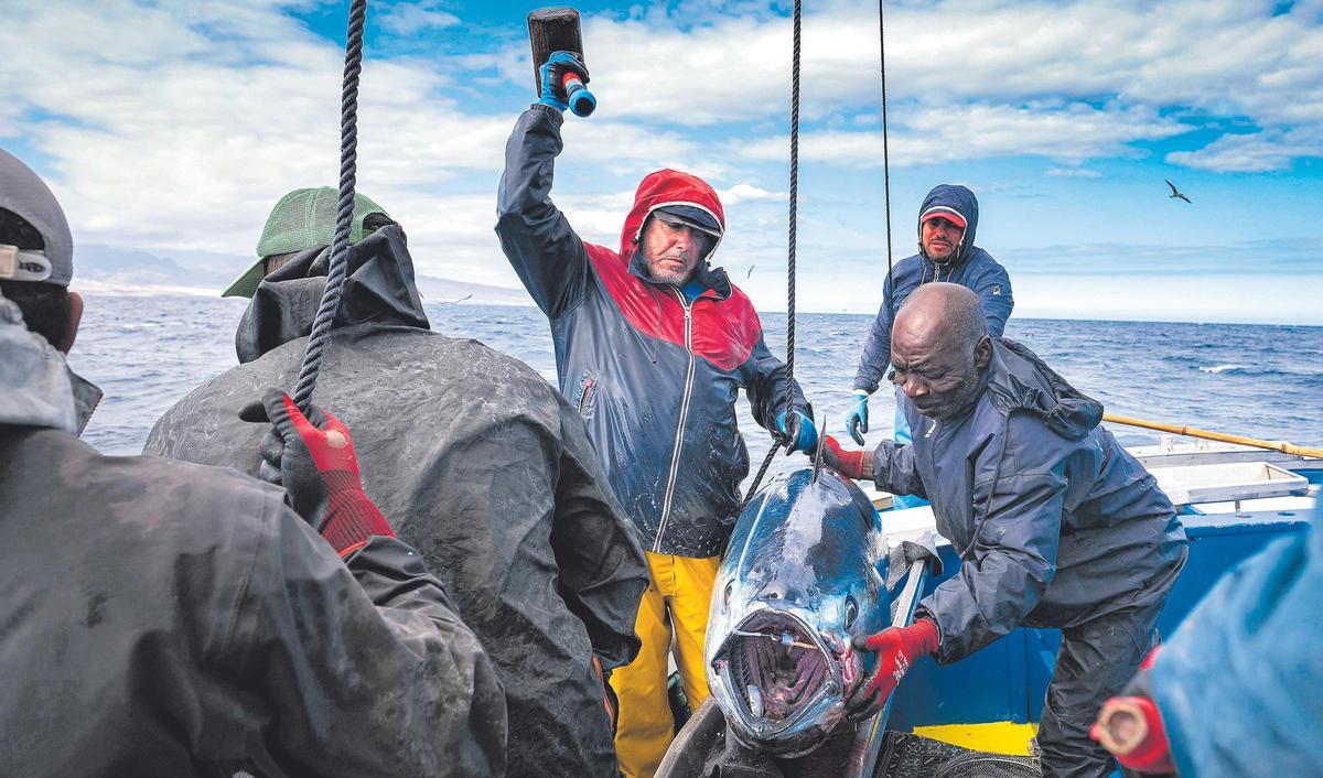 Pescadores canarios capturan un ejemplar de atún rojo.