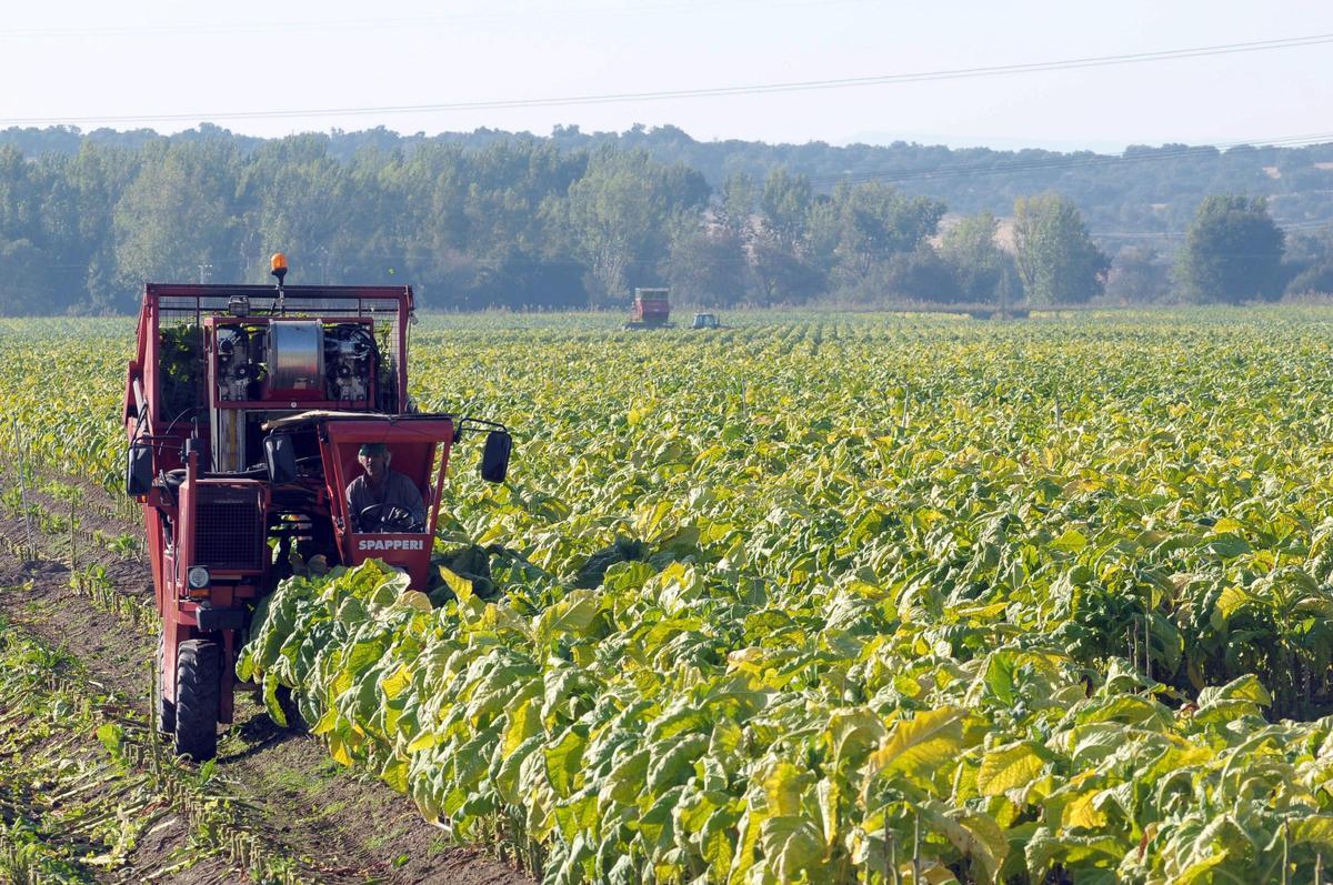 Trabajos de recogida de hojas de tabaco en un cultivo de Talayuela.