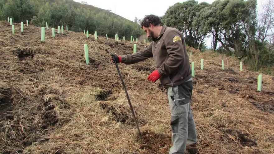 Joan Morales haciendo los agujeros para plantar los árboles.