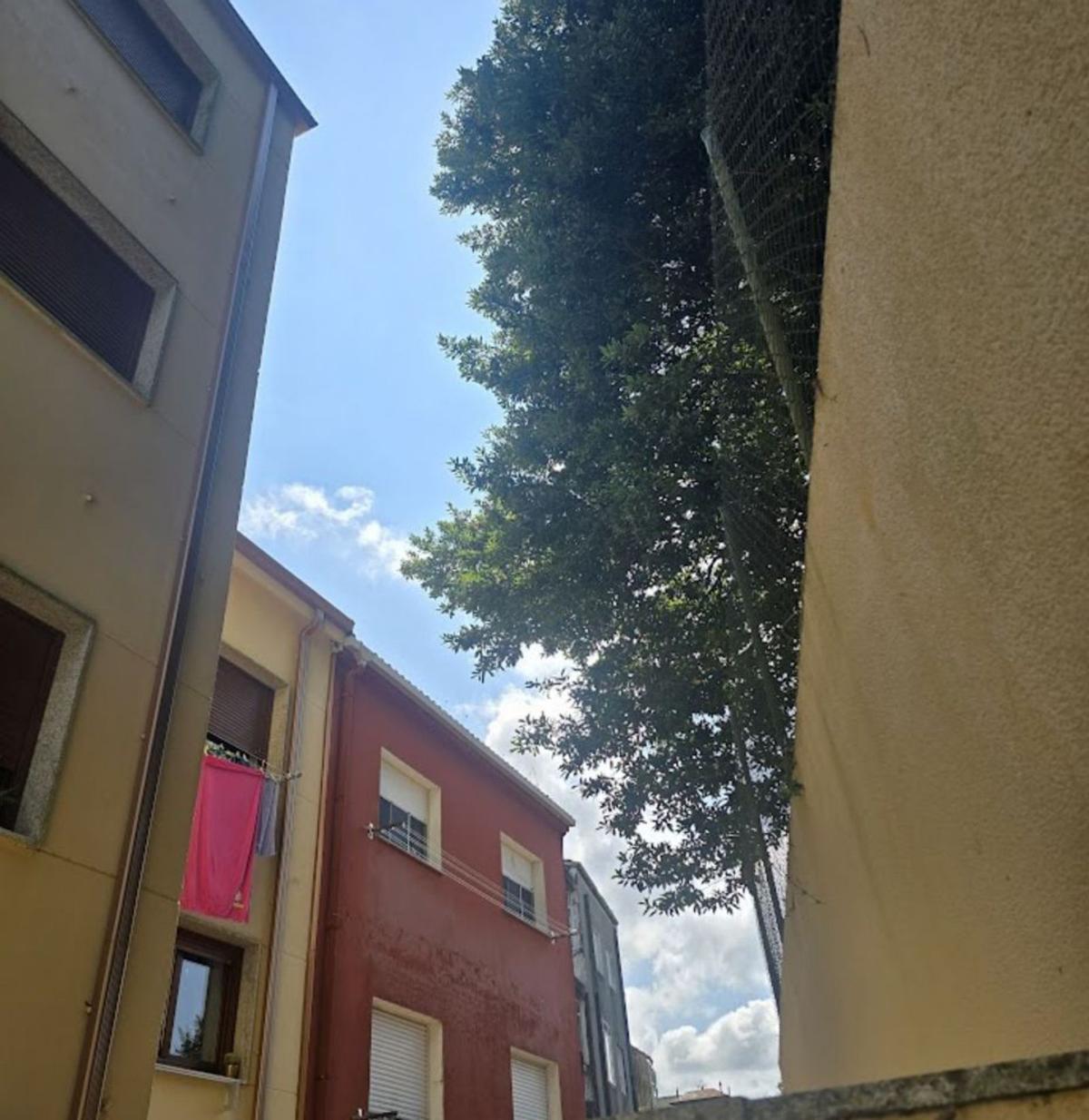 Edificios afectados por tener laureles pegados a la fachada. | // FDV