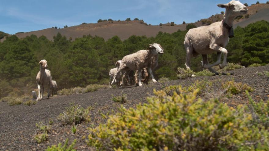 La Palma autoriza el pastoreo en un cortafuegos de Garafía