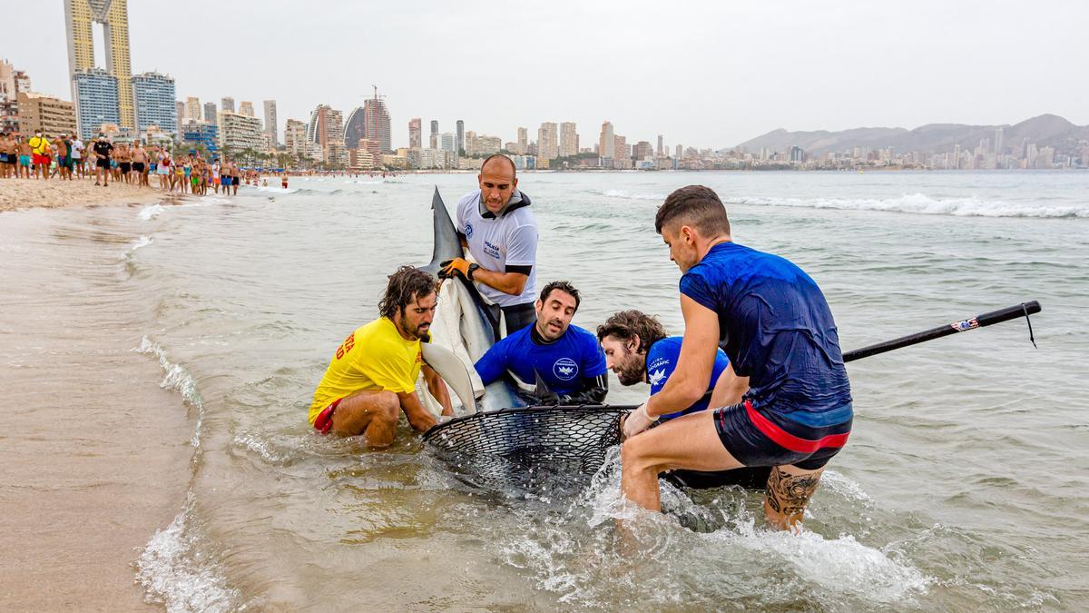 Aparece un tiburón de dos metros en Benidorm