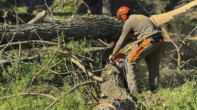 Un membre de les Agrupacions de Defensa Forestal (ADF) talla un pi caigut a les Gavarres. | GERARD VILÀ / ACN