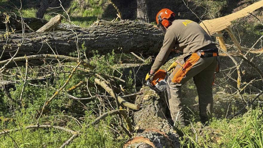 El pla forestal de les Gavarres, model per frenar megaincendis