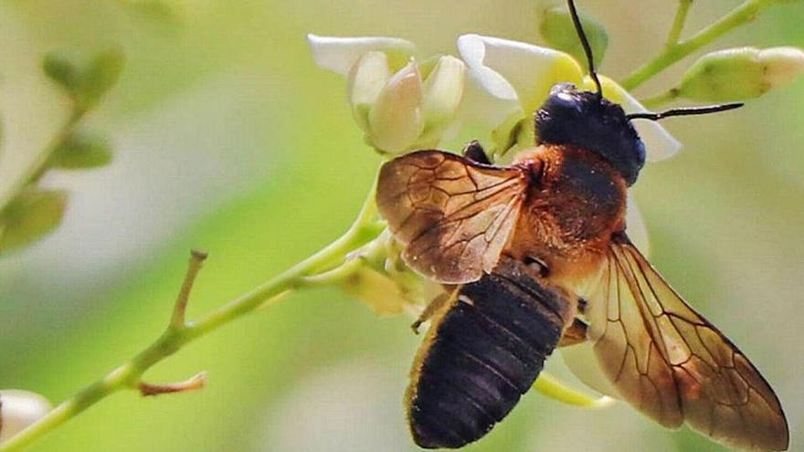 In Portocolom ist die Bienenart den beiden Biologen im vergangenen Jahr vor allem wegen ihrer Größe, ihrem großen Kof und den dunklen Flügeln aufgefallen.