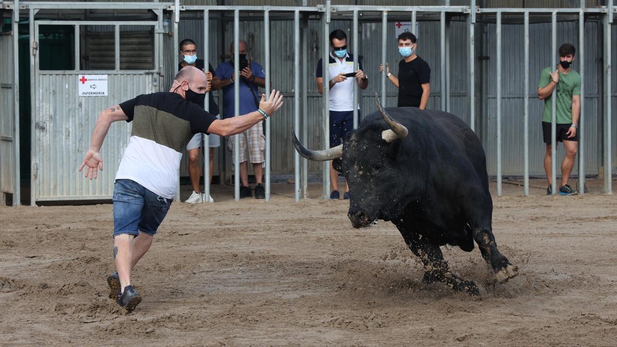 VILA-REAL. TOROS CERRILES EN LA PLAZA PORTATIL. FIESTAS VIRGEN DE GRACIA EN PANDEMIA