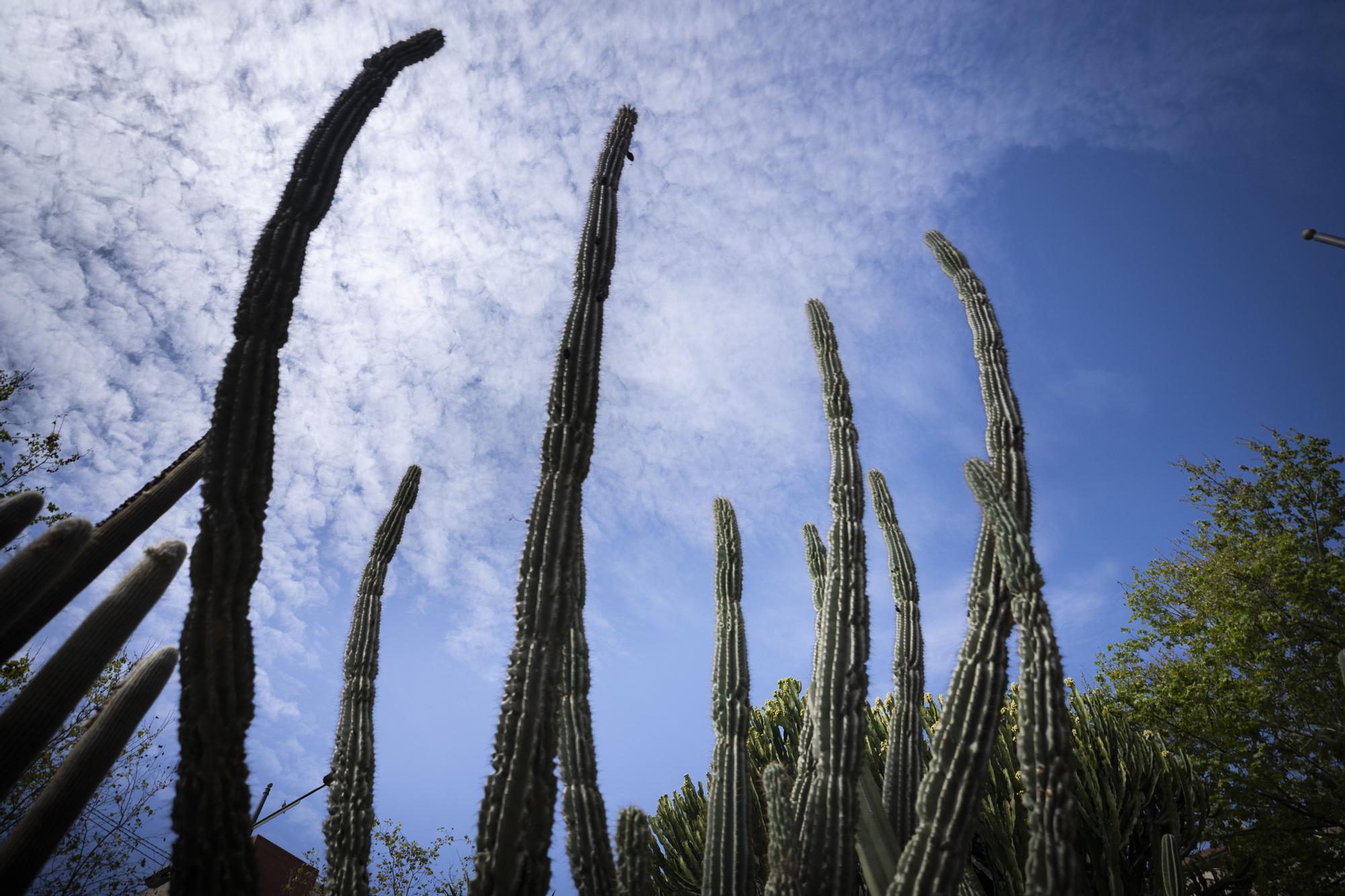 ¿Conoces los jardines de cactus de València?