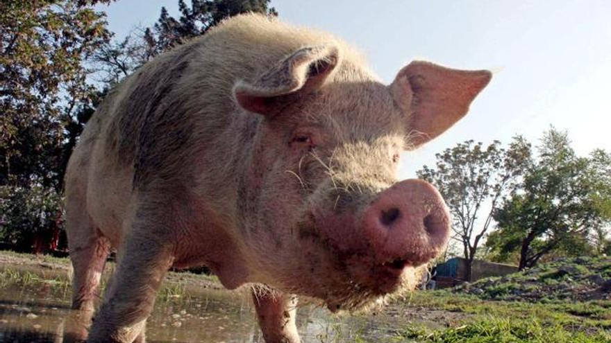 El secreto detrás del nuevo pueblo más rico de España: el cerdo