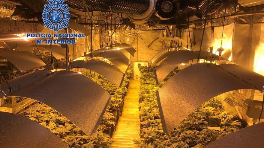 Desmantelado en Alicante un cultivo hidropónico de marihuana de 1.400 plantas