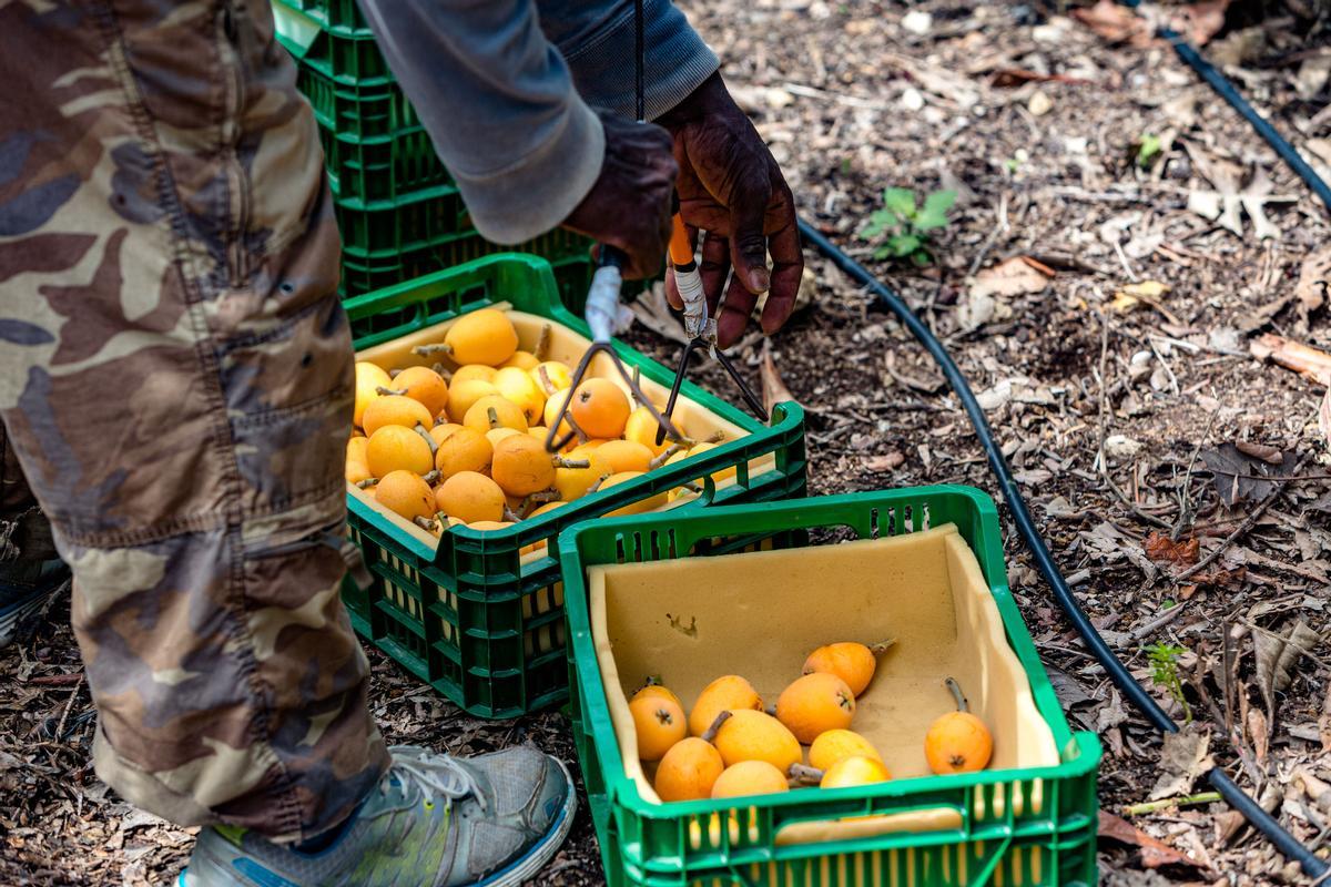 El níspero es una de las denominaciones de origen de la provincia de Alicante.