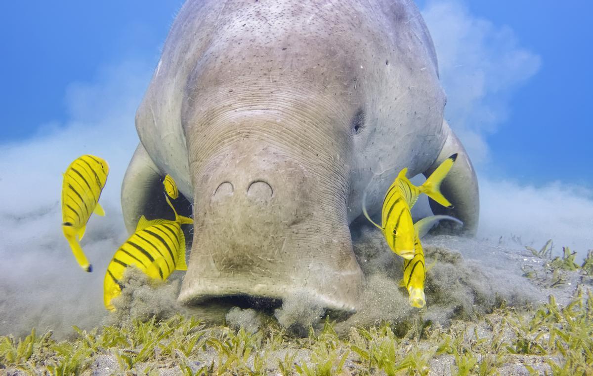El archipiélago de Bazaruto en Mozambique alberga la última población viable conocida de dugongos (Dugong dugon) en el oeste del océano Índico