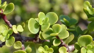 ¿Cuándo se deben podar los árboles de hoja perenne?