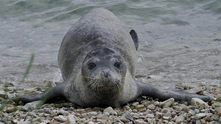Catalunya començarà el 2027 la reintroducció de la foca frare