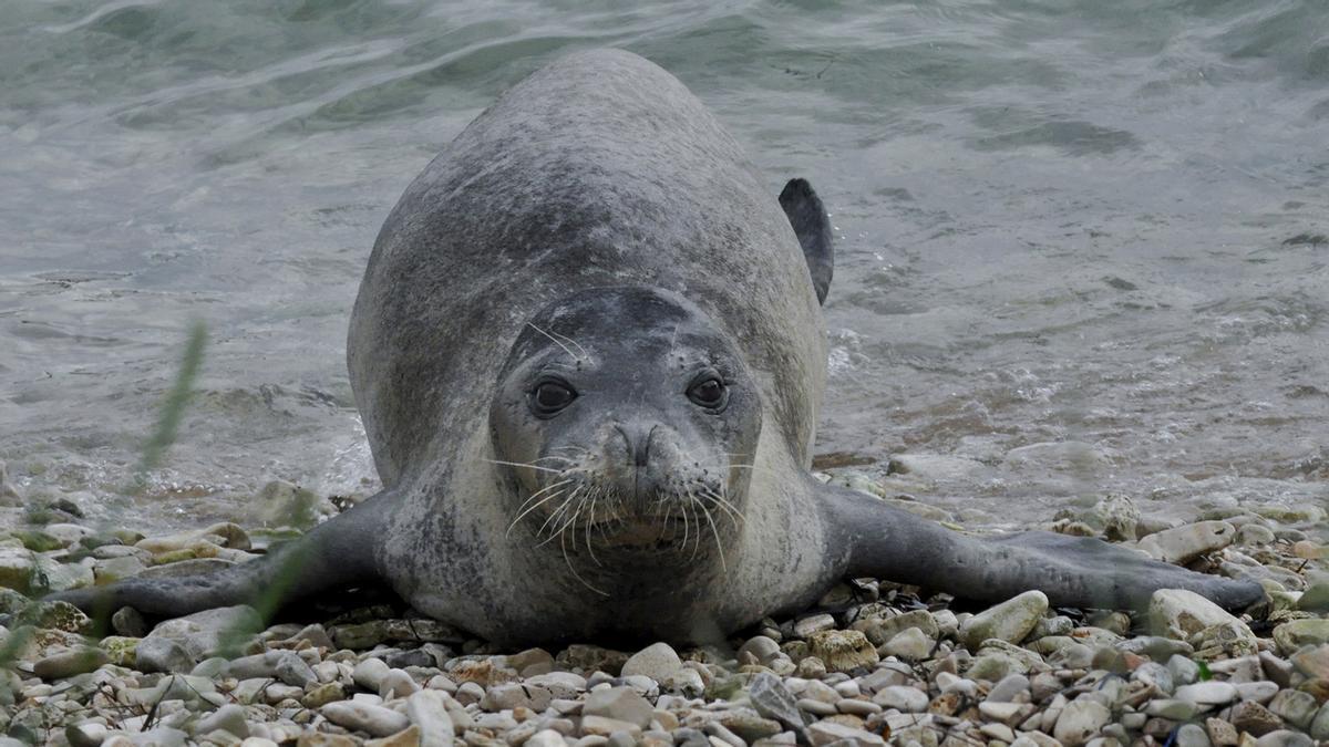 Catalunya començarà el 2027 la reintroducció de la foca monjo