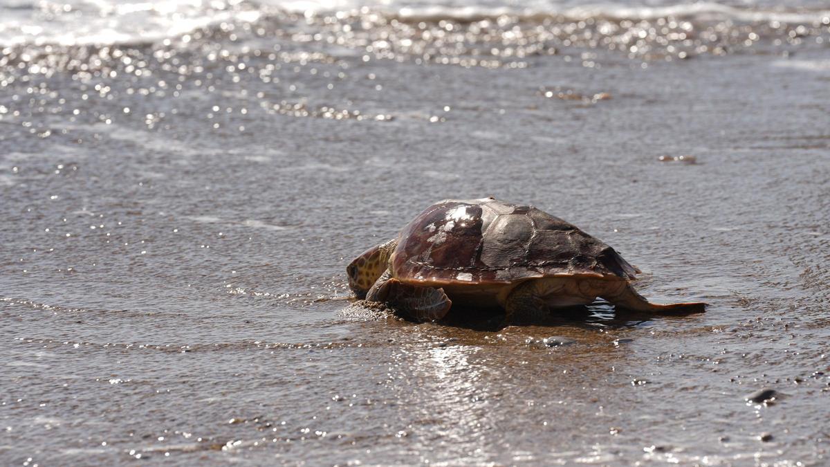 Suelta al mar en Almassora a la tortuga 'Benafelí' con la presencia de Marta Barrachina o María Tormo