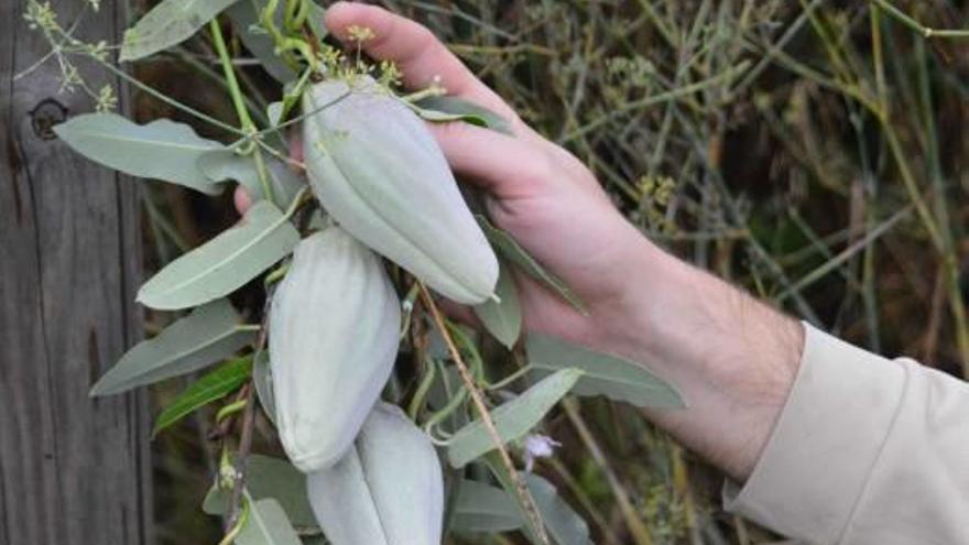 Encuentran una planta muy invasora en el río Millars