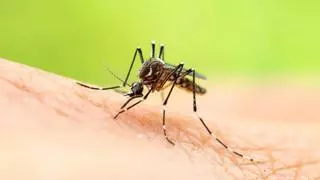 Detectan en Tenerife la presencia de tres ejemplares de mosquito tigre