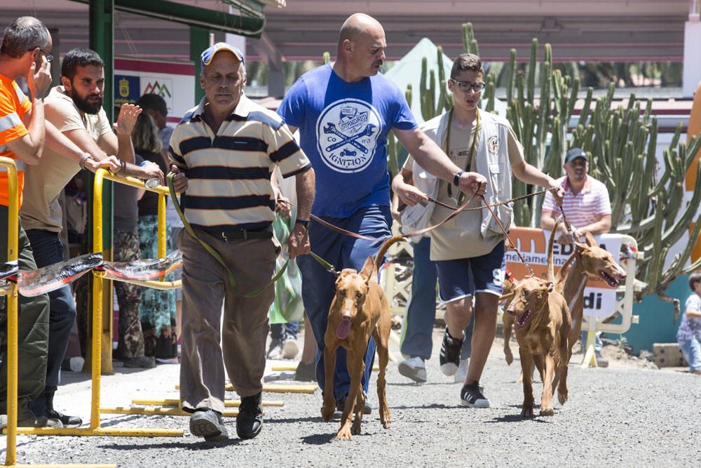 Exposición monográfica del Podenco Canario