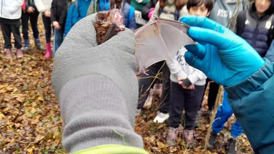 Encuentran el murciélago más grande jamás visto en Galicia durante una visita escolar