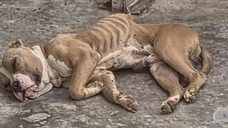 Dos perros famélicos abandonados en la azotea de una casa okupa en Las Palmas de Gran Canaria