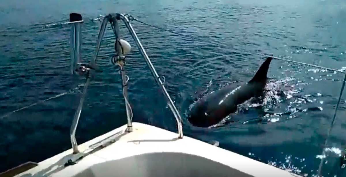 El tenso encuentro entre un velero y las orcas que se quedó en solo un susto