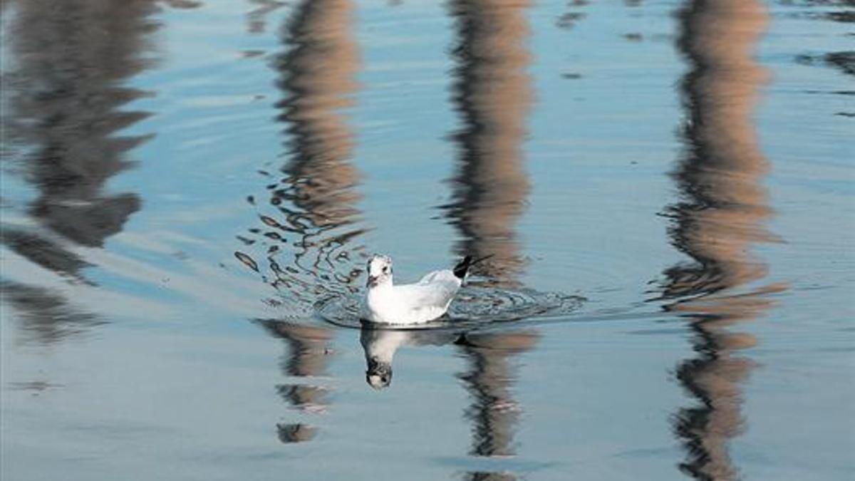 Una gaviota reidora en el río Besòs, en cuyas aguas se reflejan las tres chimeneas de la antigua central térmica de Sant Adrià, el pasado jueves.