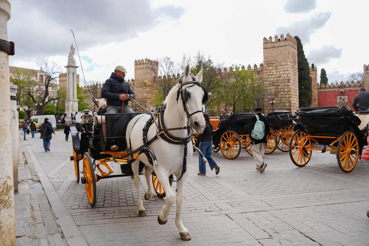 Un coche de caballos paseando por el centro de Sevilla.