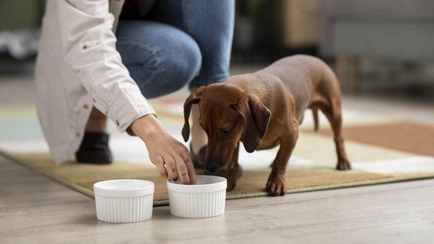 Cuidado si le das de comer esto a tu perro porque podrías matarlo